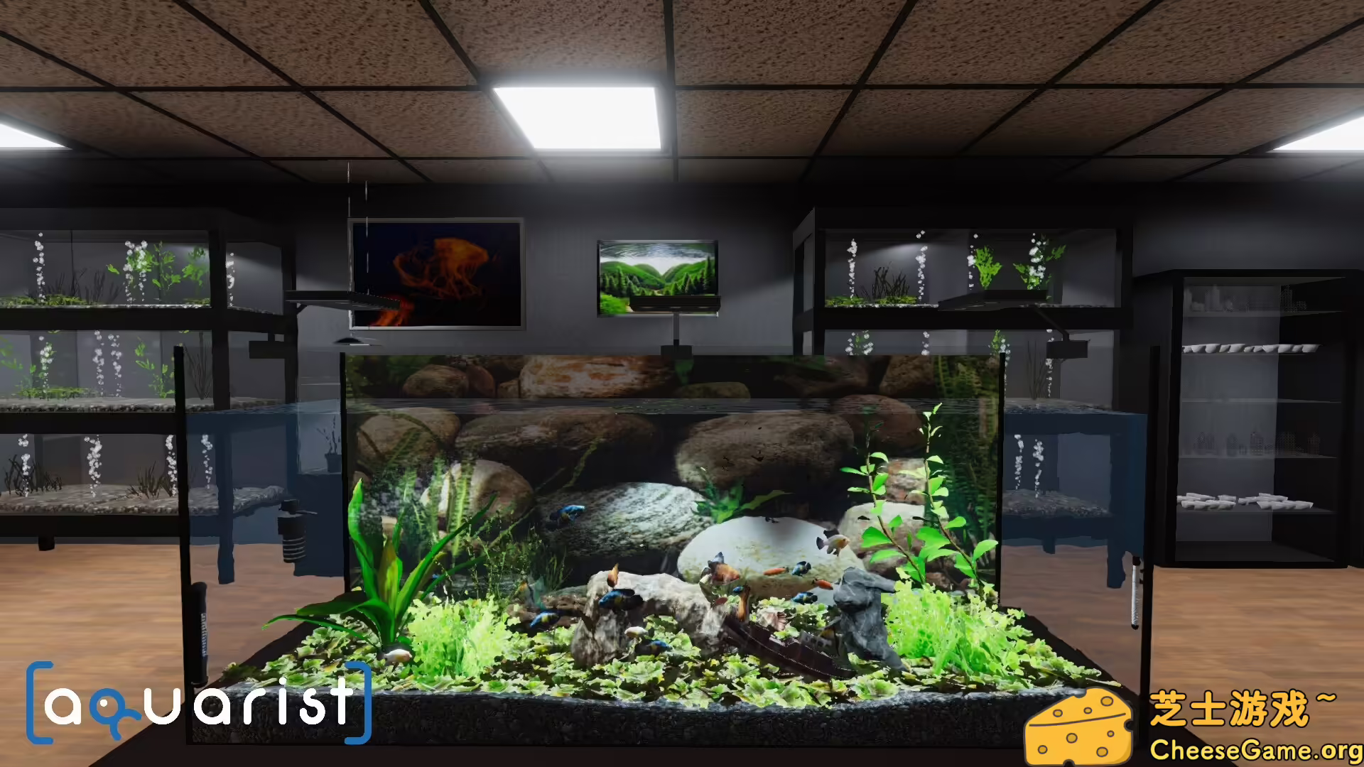 图片[1] [PC]Aquarist - 建造水族馆，养鱼，发展你的事业！ | 学习版单机游戏免费下载-CheeseGame-芝士游戏