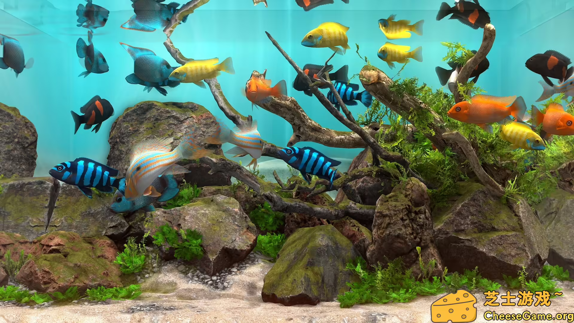 图片[1] [PC]玻璃背后：水族馆模拟器/Behind Glass: Aquarium Simulator | 学习版单机游戏截图-CheeseGame-芝士游戏