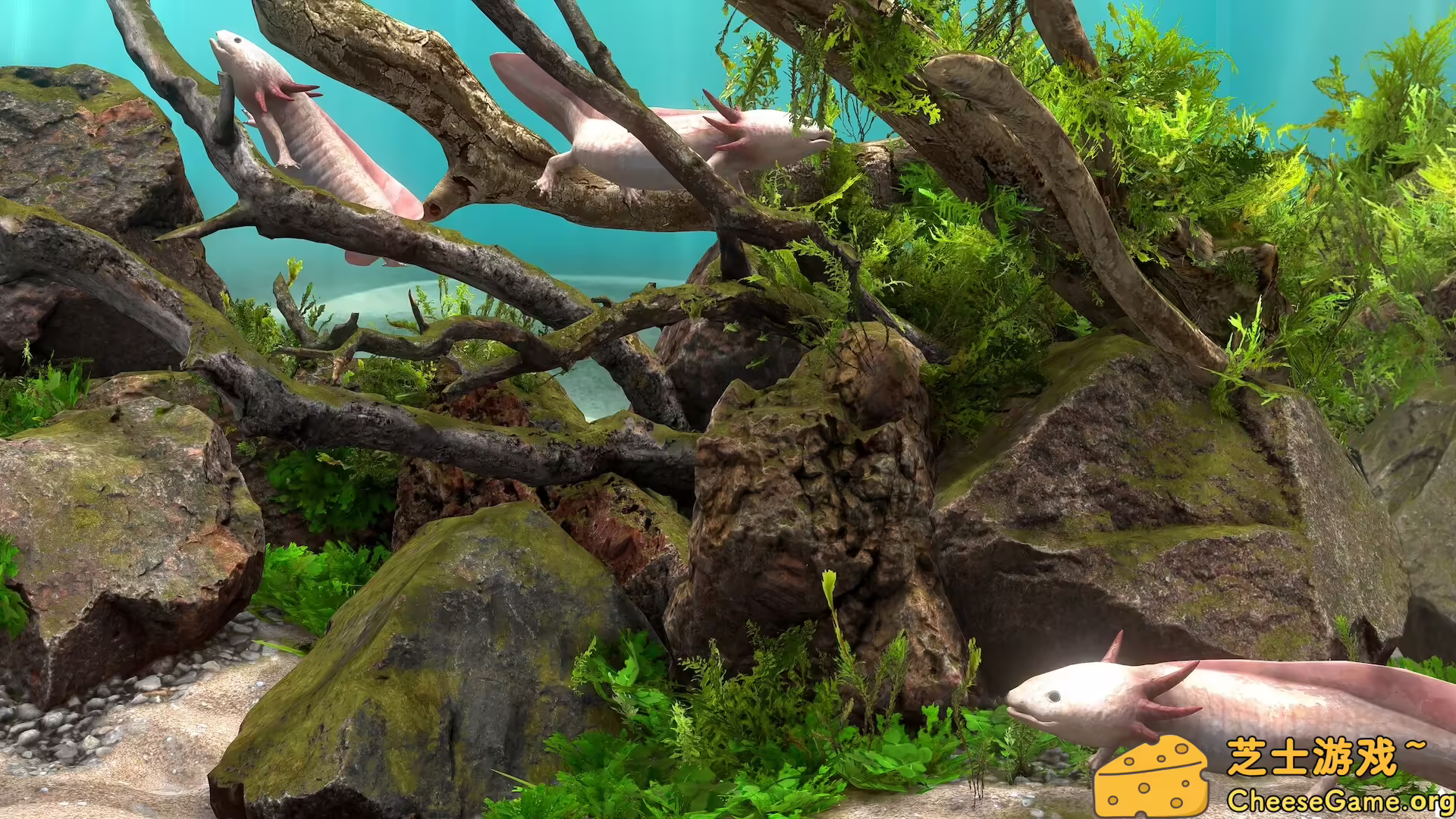 图片[4] [PC]玻璃背后：水族馆模拟器/Behind Glass: Aquarium Simulator | 学习版单机游戏截图-CheeseGame-芝士游戏