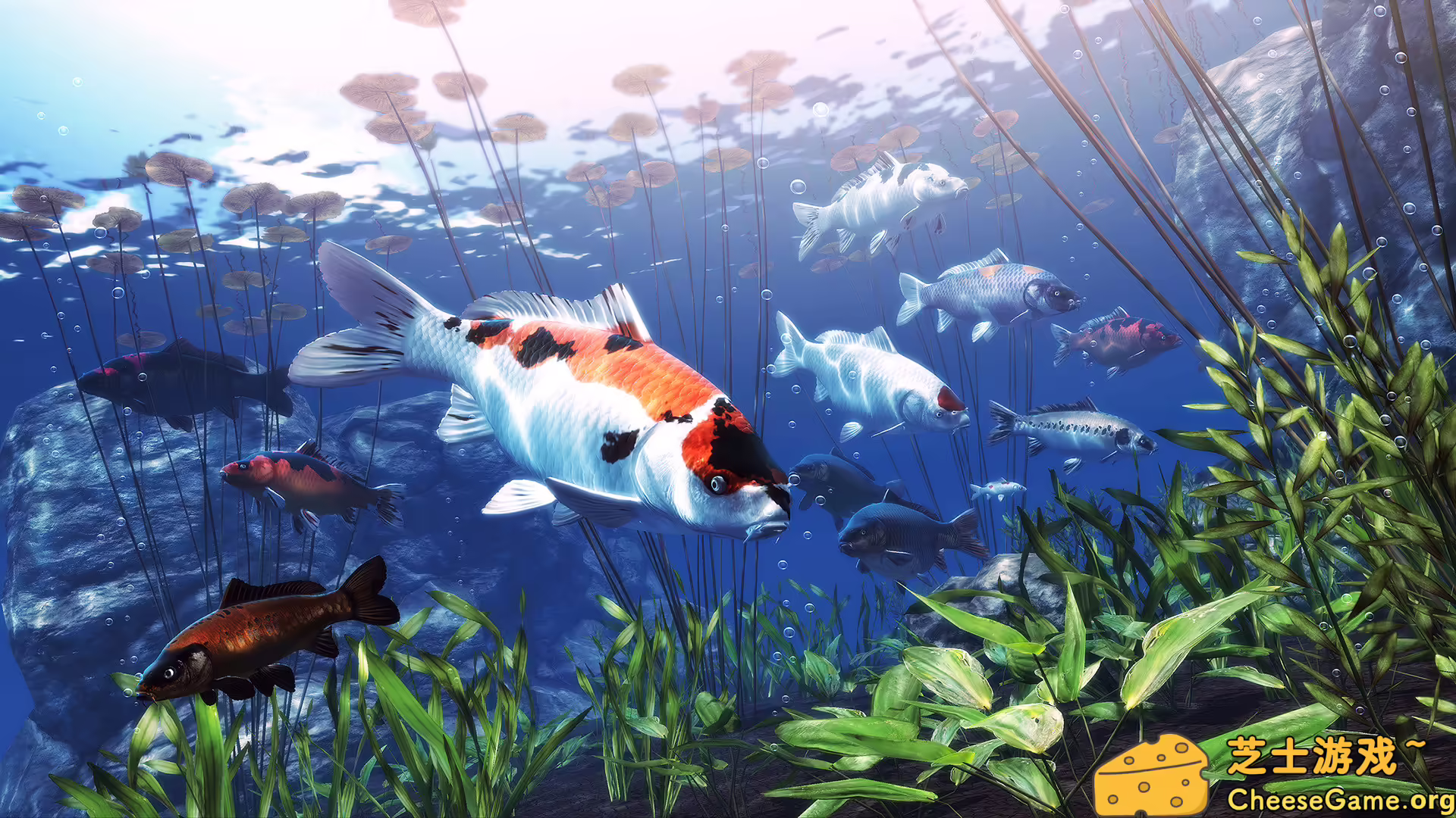 图片[1] [PC]我的锦鲤/My Koi | 游戏截图-CheeseGame-芝士游戏