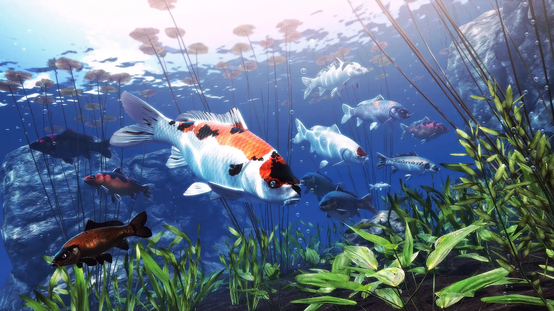 [PC]我的锦鲤/My Koi