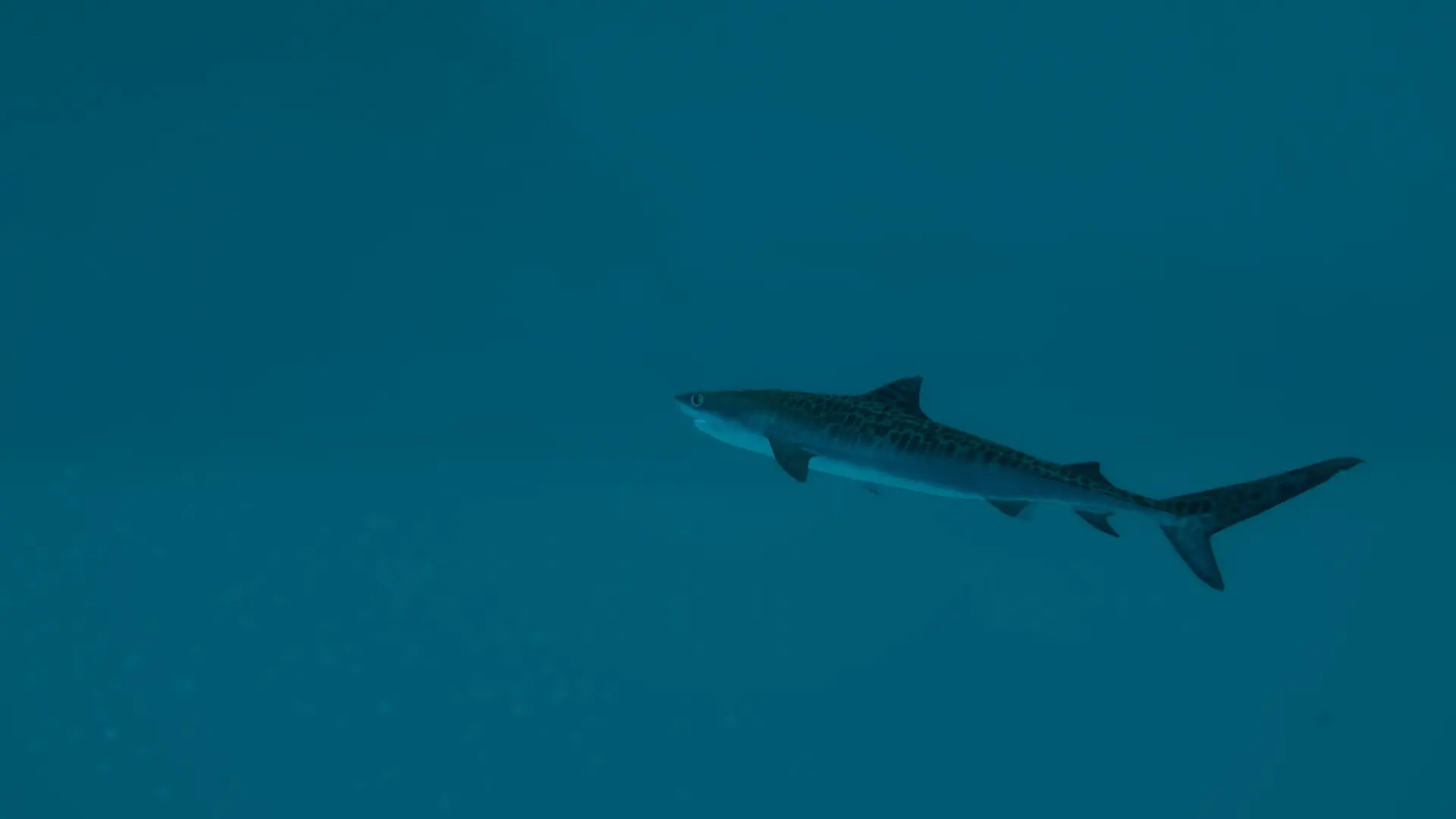 终极钓鱼模拟器2/Ultimate Fishing Simulator 2 游戏截图