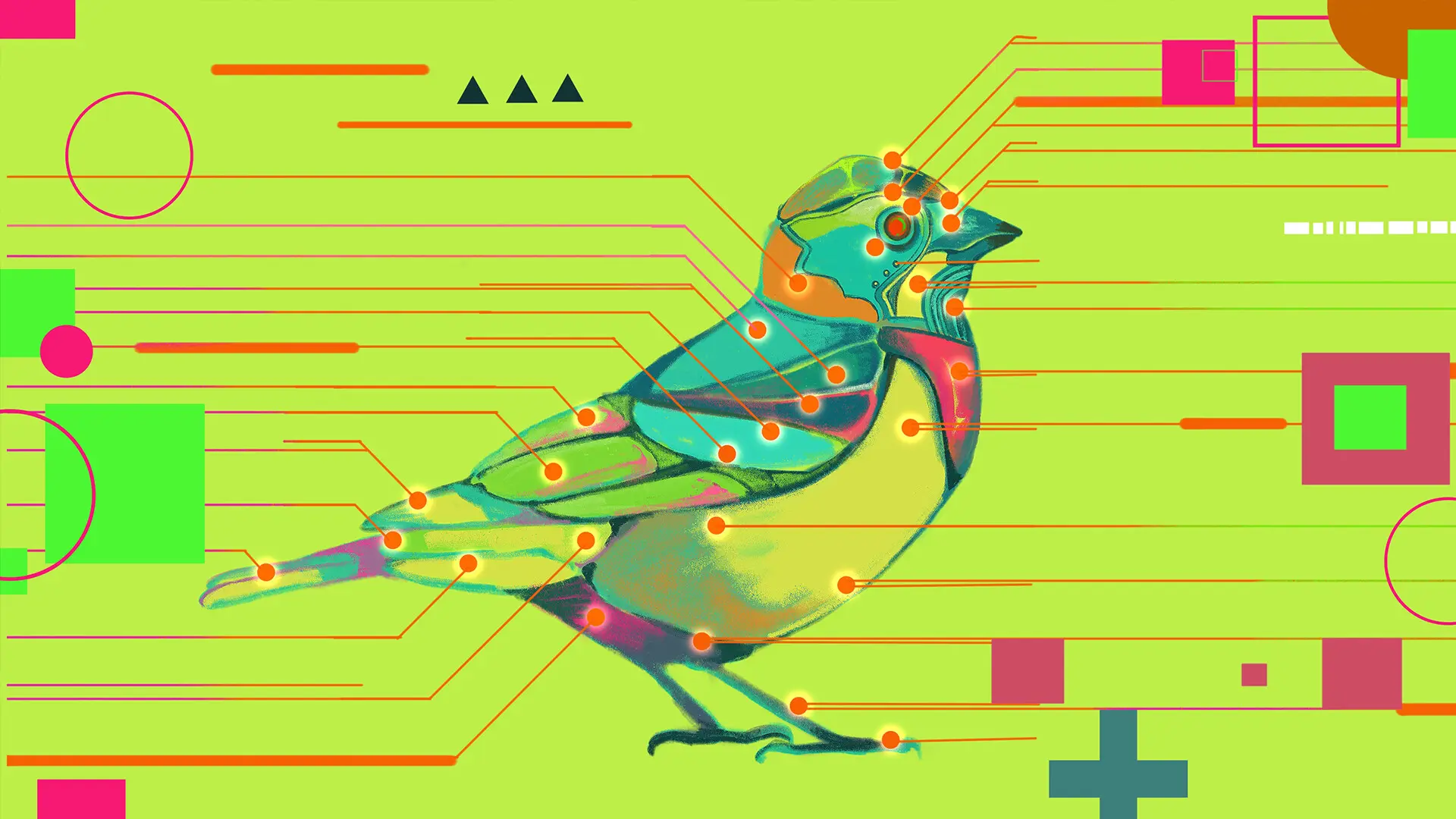 鸟之谜/Avian Enigma 游戏截图